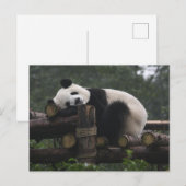 Carte Postale Pandas géants à la protection des pandas géants (Devant / Derrière)