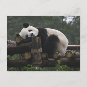Carte Postale Pandas géants à la protection des pandas géants