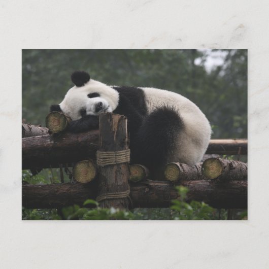 Carte Postale Pandas géants à la protection des pandas géants (Devant)