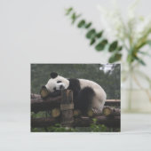 Carte Postale Pandas géants à la protection des pandas géants (Debout devant)