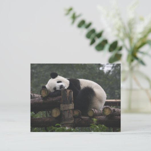Carte Postale pandas géants à la Protection du panda géant (Debout devant)