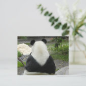 Carte Postale PandaSD002 (Debout devant)