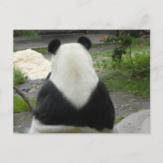 Carte Postale PandaSD002 (Devant)