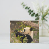 Carte Postale PandaSD008 (Debout devant)