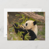 Carte Postale PandaSD008 (Devant / Derrière)