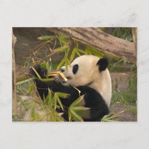 Carte Postale PandaSD008
