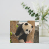 Carte Postale PandaSD009 (Debout devant)