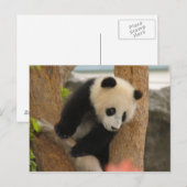 Carte Postale PandaSD009 (Devant / Derrière)