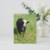 Carte Postale Pandi (Debout devant)