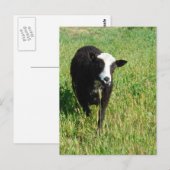 Carte Postale Pandi (Devant / Derrière)