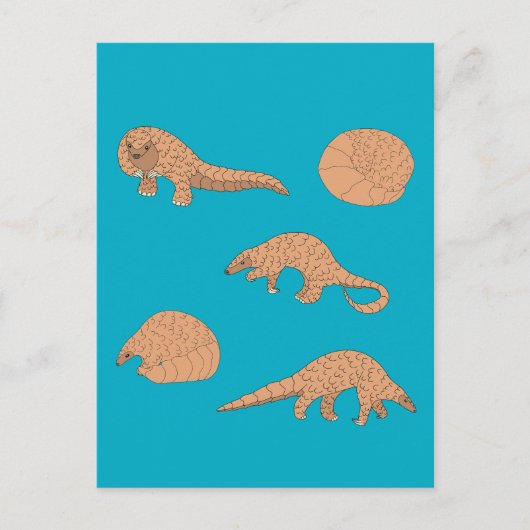 Carte Postale Pangolins (Devant)