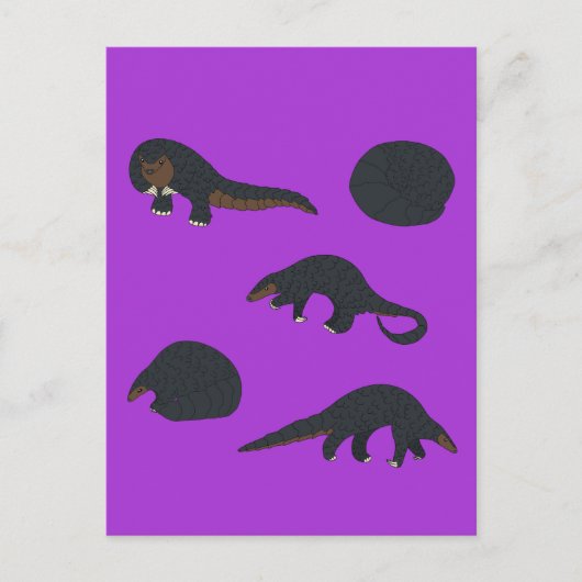 Carte Postale Pangolins à ventre noir (Devant)
