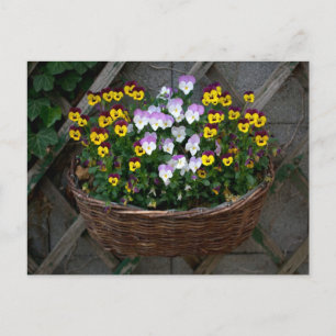 Carte Postale Panier avec Violas
