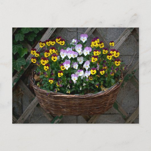 Carte Postale Panier avec Violas (Devant)