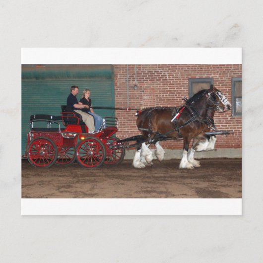 Carte Postale Panier Clydesdales (Devant)
