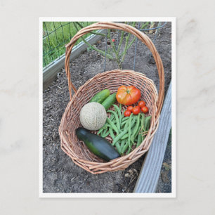 Carte Postale Panier contenant une récolte fraîche de légumes
