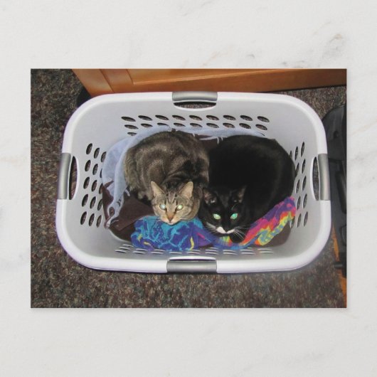 Carte Postale Panier de blanchisserie Kitties (Devant)