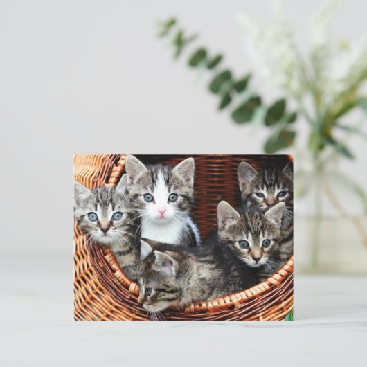 Carte Postale Panier de chaton (Debout devant)