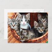Carte Postale Panier de chaton (Devant / Derrière)
