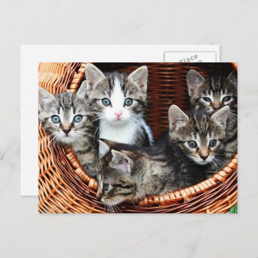 Carte Postale Panier de chaton (Devant / Derrière)