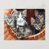 Carte Postale Panier de chaton (Devant)