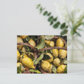 Carte Postale Panier de citron Amalfi (Debout devant)