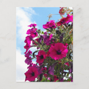 Carte Postale panier de fleurs de pétunia rose dans un ciel bleu