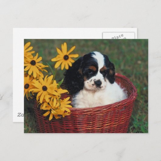 Carte Postale Panier de marionnettes (Devant / Derrière)