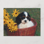 Carte Postale Panier de marionnettes (Devant)