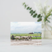 Carte Postale Panier dessiné par Hongrois Grey Cattles (Debout devant)