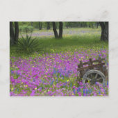 Carte Postale Panier en bois dans le champ de Phlox, Bonnets Ble (Devant)