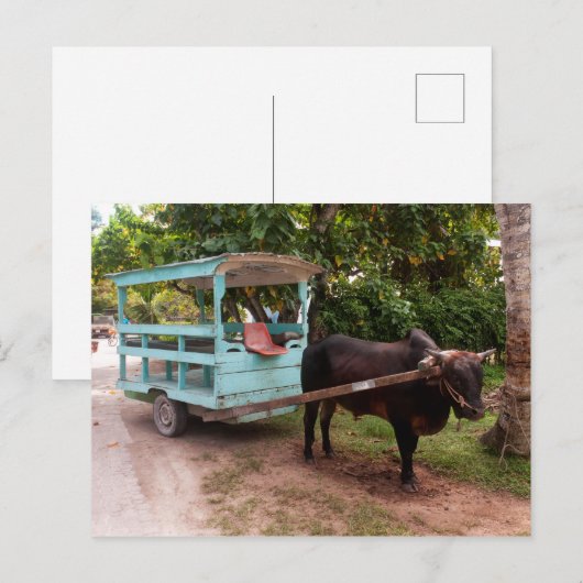 Carte Postale Panier Ox (Devant / Derrière)