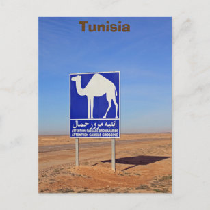 Carte Postale Panneau de chameaux, Tunisie