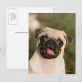 Carte Postale Panneaux de chiot Carlin (Devant / Derrière)