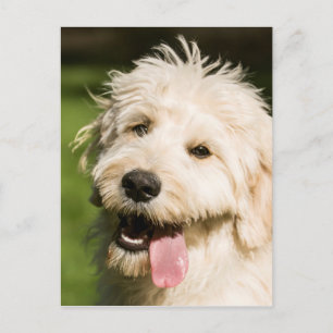 Carte Postale Panneaux de chiot Goldendoodle