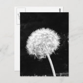 Carte Postale Panneaux de flux de fleur de Dandelion de l'été (Devant / Derrière)