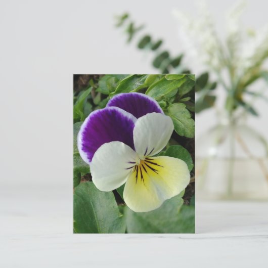 Carte Postale Pansement pourpre (Debout devant)