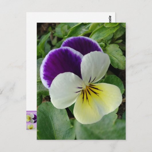 Carte Postale Pansement pourpre (Devant / Derrière)