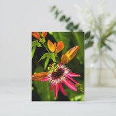 Carte Postale Panser la bromeliade rouge (Debout devant)