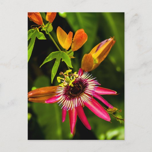 Carte Postale Panser la bromeliade rouge (Devant)
