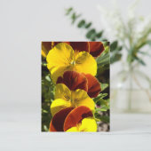 Carte Postale Pansies (Debout devant)