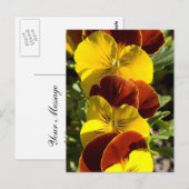 Carte Postale Pansies (Devant / Derrière)