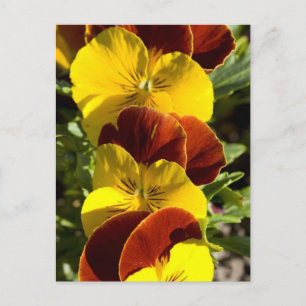 Carte Postale Pansies