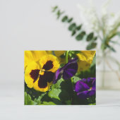 Carte Postale Pansies (Debout devant)