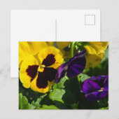 Carte Postale Pansies (Devant / Derrière)