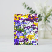 Carte Postale Pansies (Debout devant)