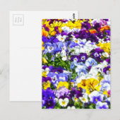 Carte Postale Pansies (Devant / Derrière)