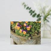 Carte Postale Pansies (Debout devant)