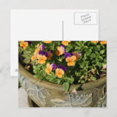 Carte Postale Pansies (Devant / Derrière)