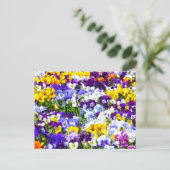 Carte Postale Pansies (Debout devant)